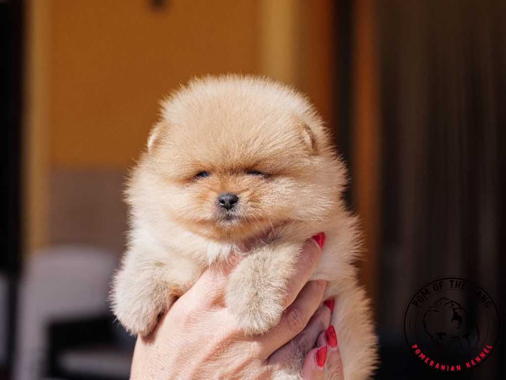 Pom Of The Gang - Chiot disponible  - Spitz allemand