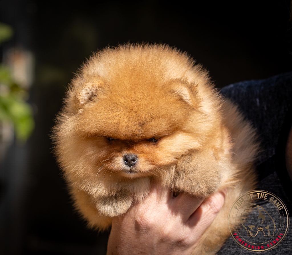 Pom Of The Gang - Chiot disponible  - Spitz allemand