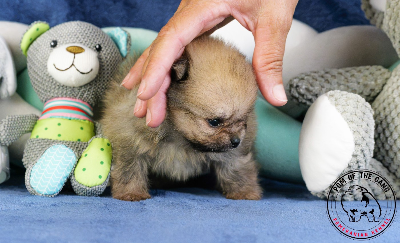 Pom Of The Gang - Chiots disponibles - Spitz allemand