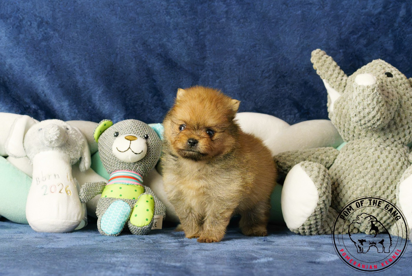 Pom Of The Gang - Chiots disponibles - Spitz allemand