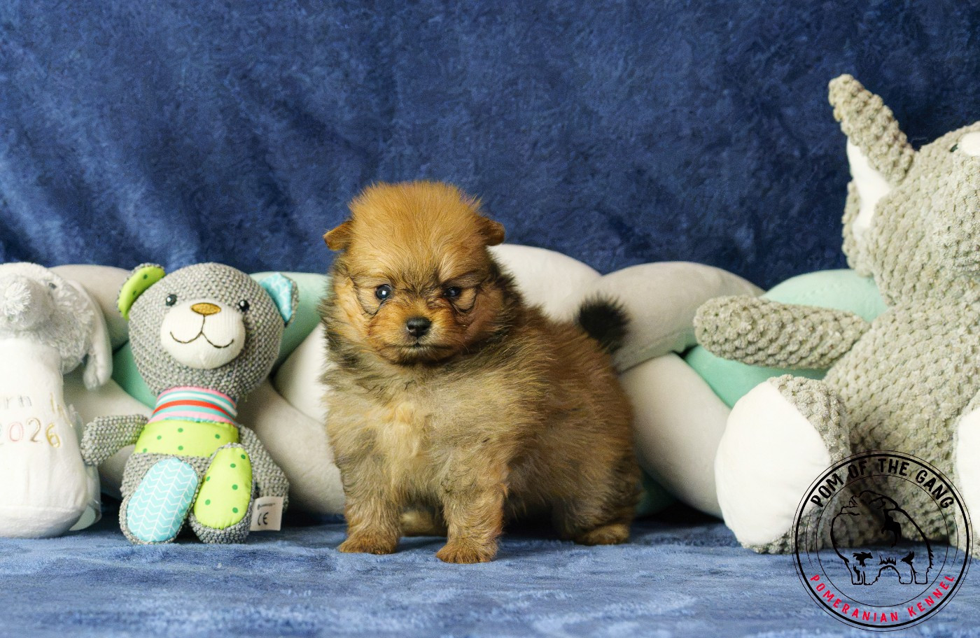 Pom Of The Gang - Chiots disponibles - Spitz allemand