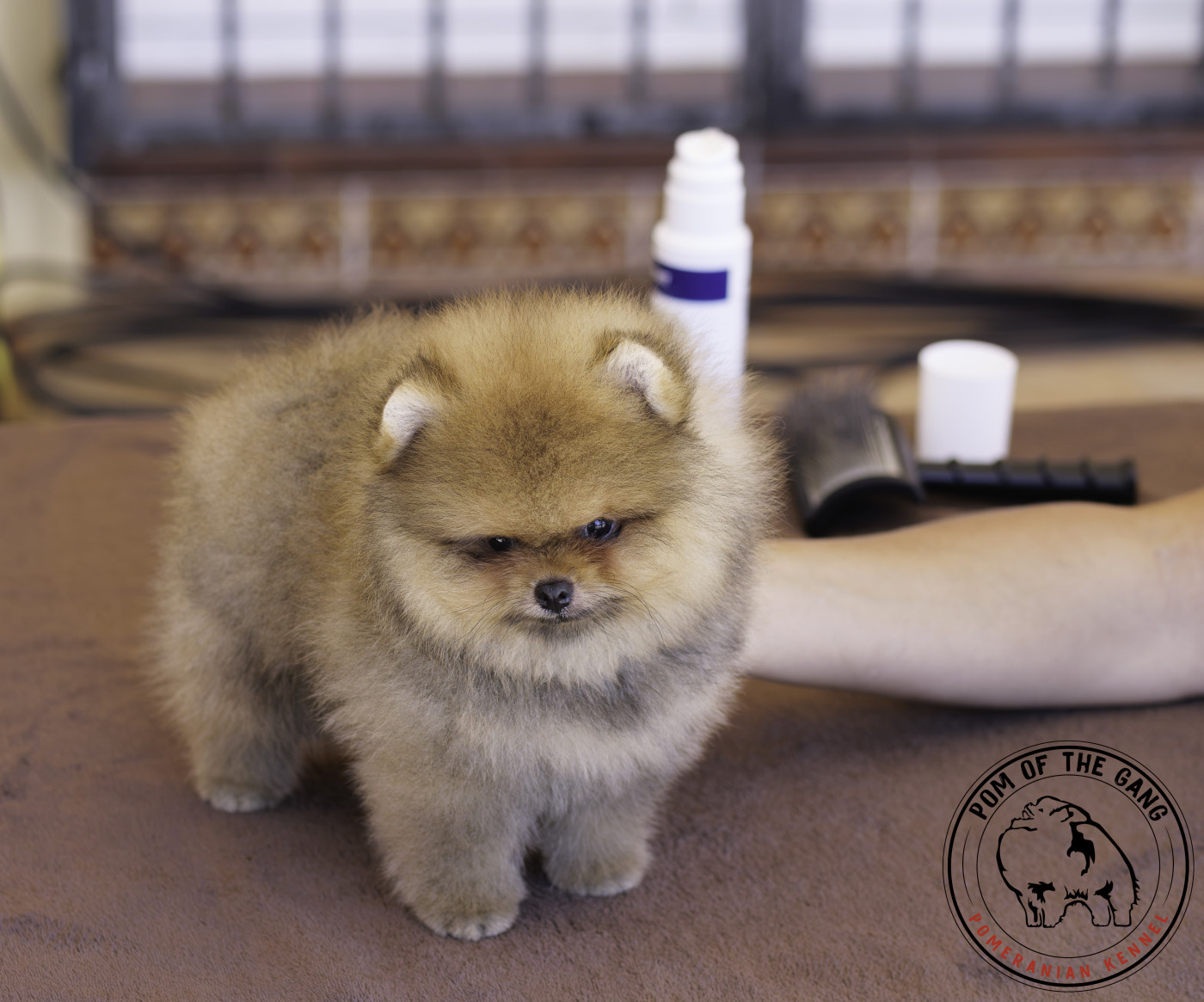 Chiot Spitz allemand Pom Of The Gang