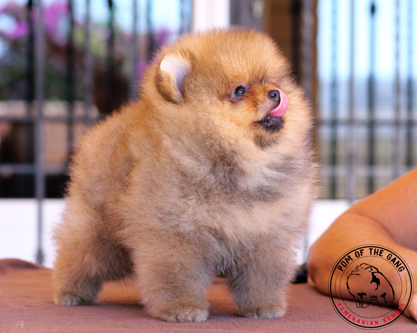 Pom Of The Gang - Chiots disponibles - Spitz allemand