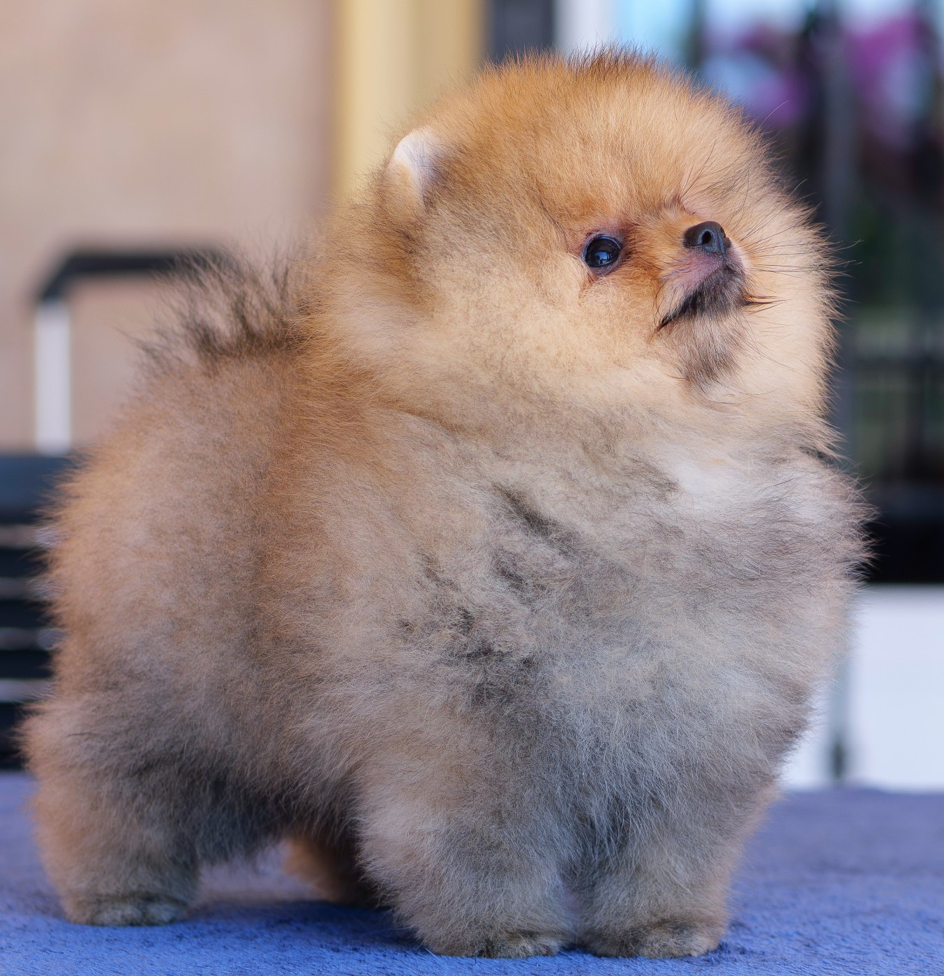 Pom Of The Gang - Chiots disponibles - Spitz allemand