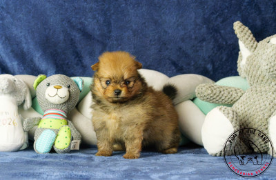 Chiot N°4